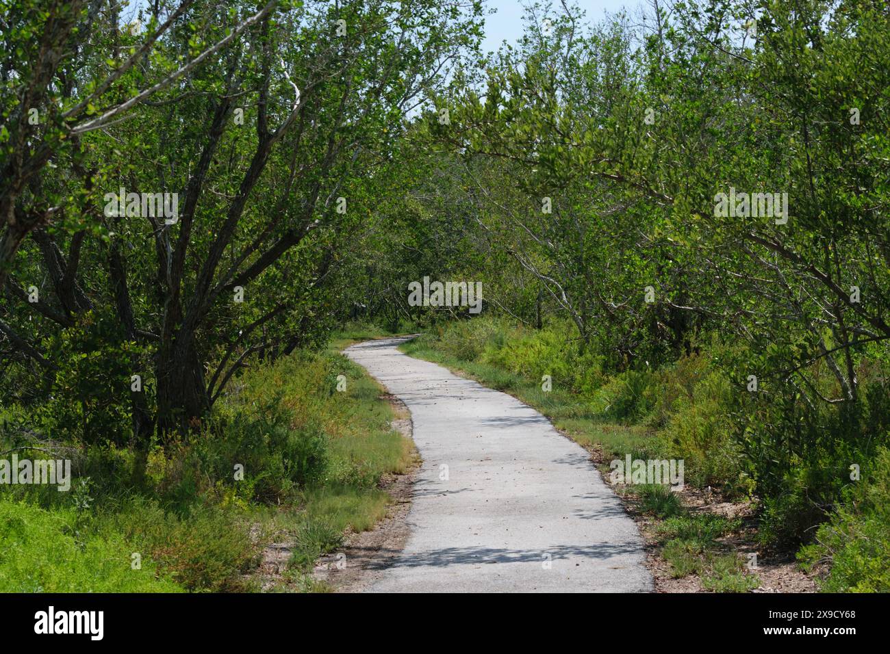 A narrow concrete path winding through a dense forest with lush green ...
