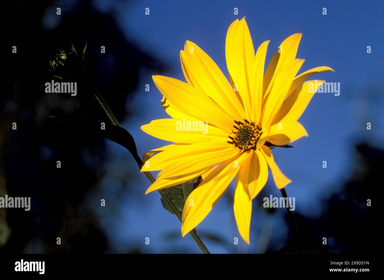 American Sunflower Stock Photo