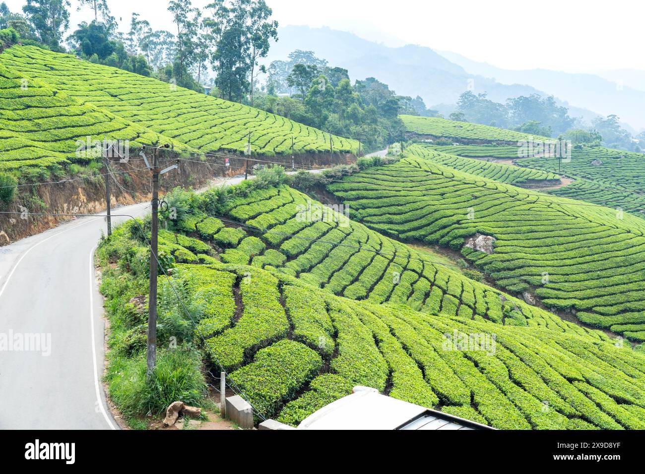 Munnar Hill Station And Tea Plantation In Kerala India Stock Photo Alamy munnar-hill-station-and-tea-plantation-in-kerala-india-stock-photo-alamy
