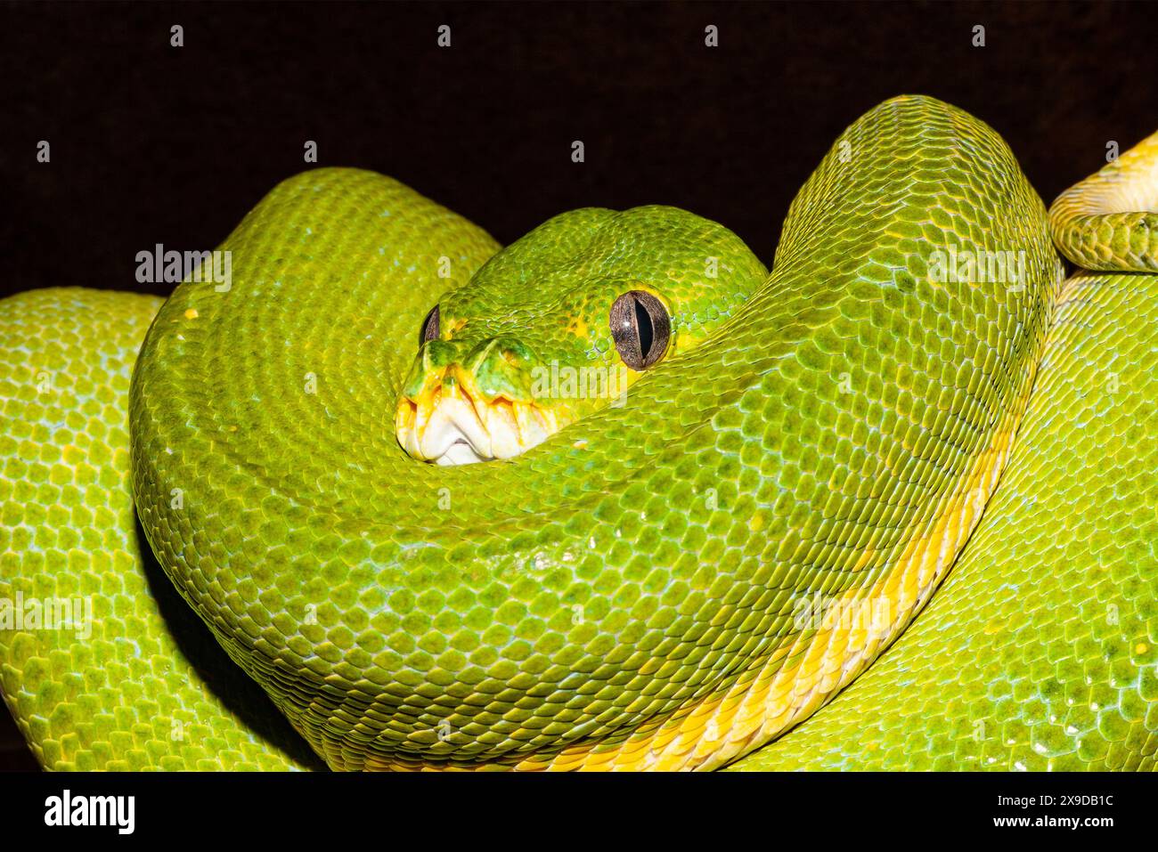 Australian green python curled hi-res stock photography and images - Alamy