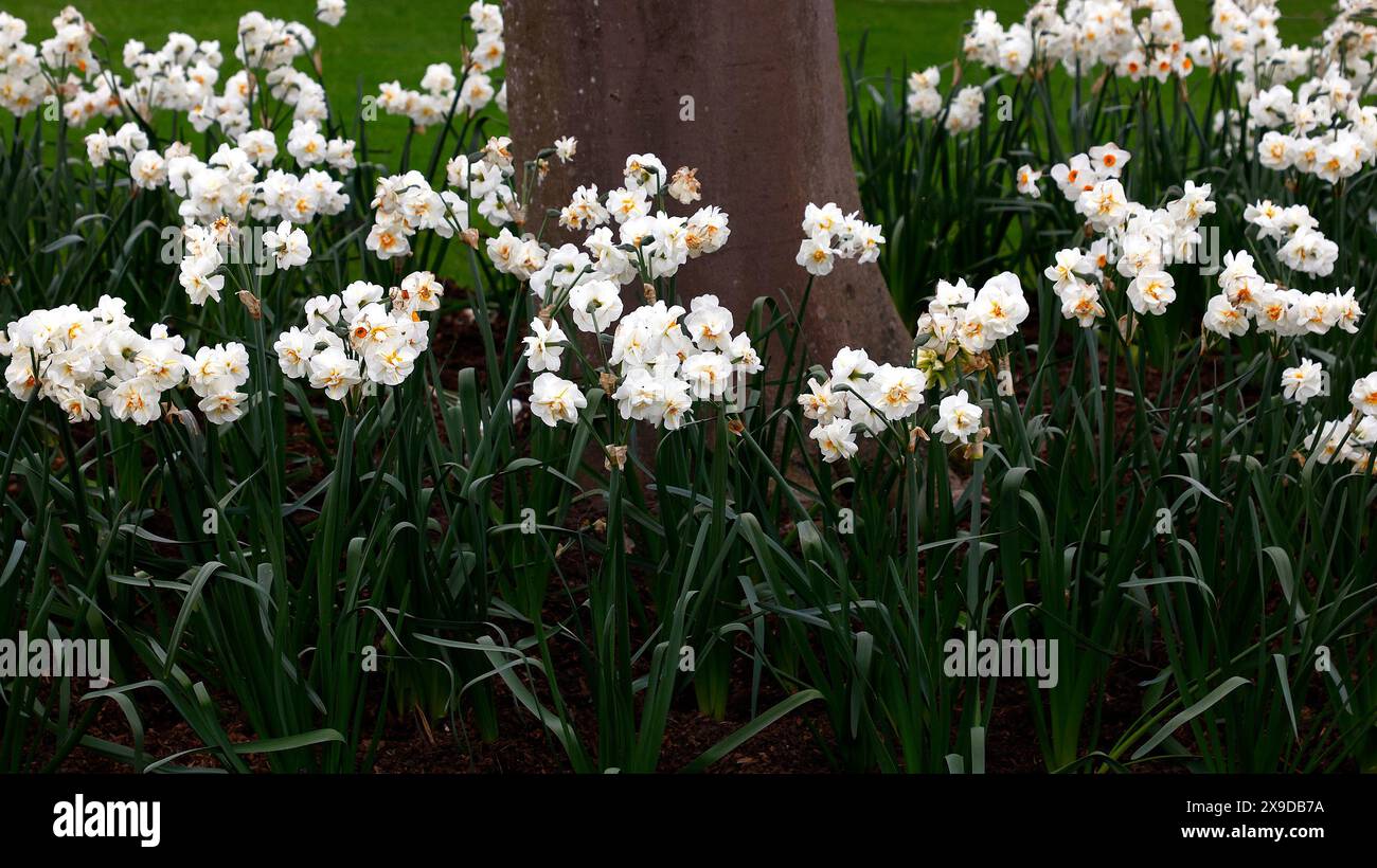 Closeup of the cream white and orange flowers of the spring flowering ...