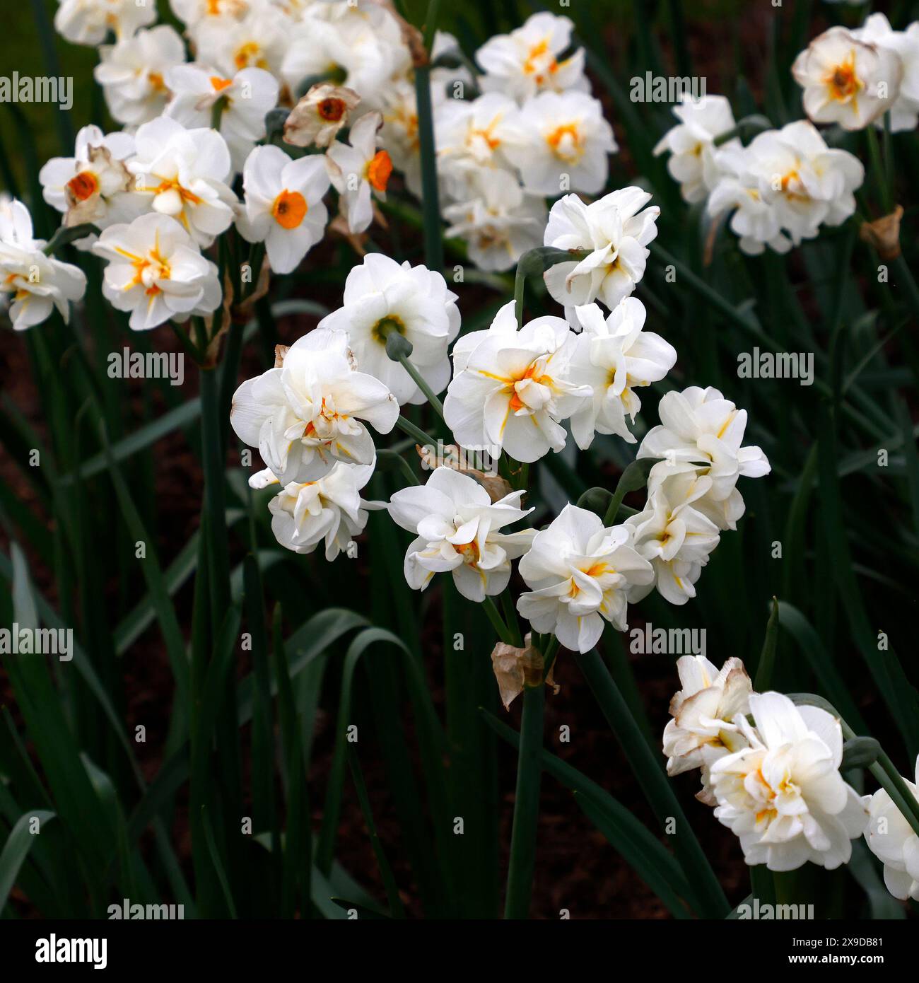 Closeup of the cream white and orange flowers of the spring flowering ...
