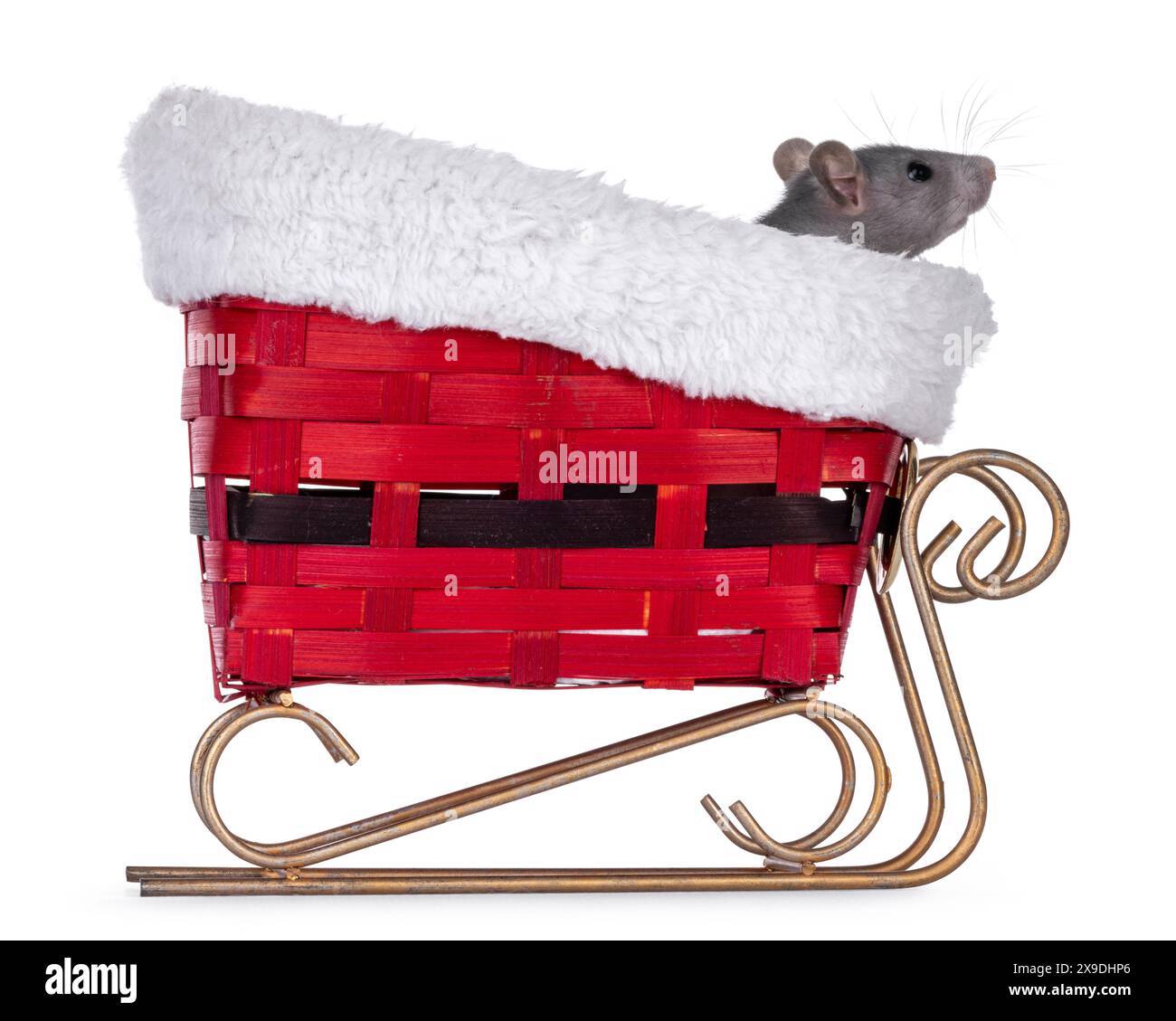 Cute blue young rat, sitting in red christmas sleigh. Looking side ways ...