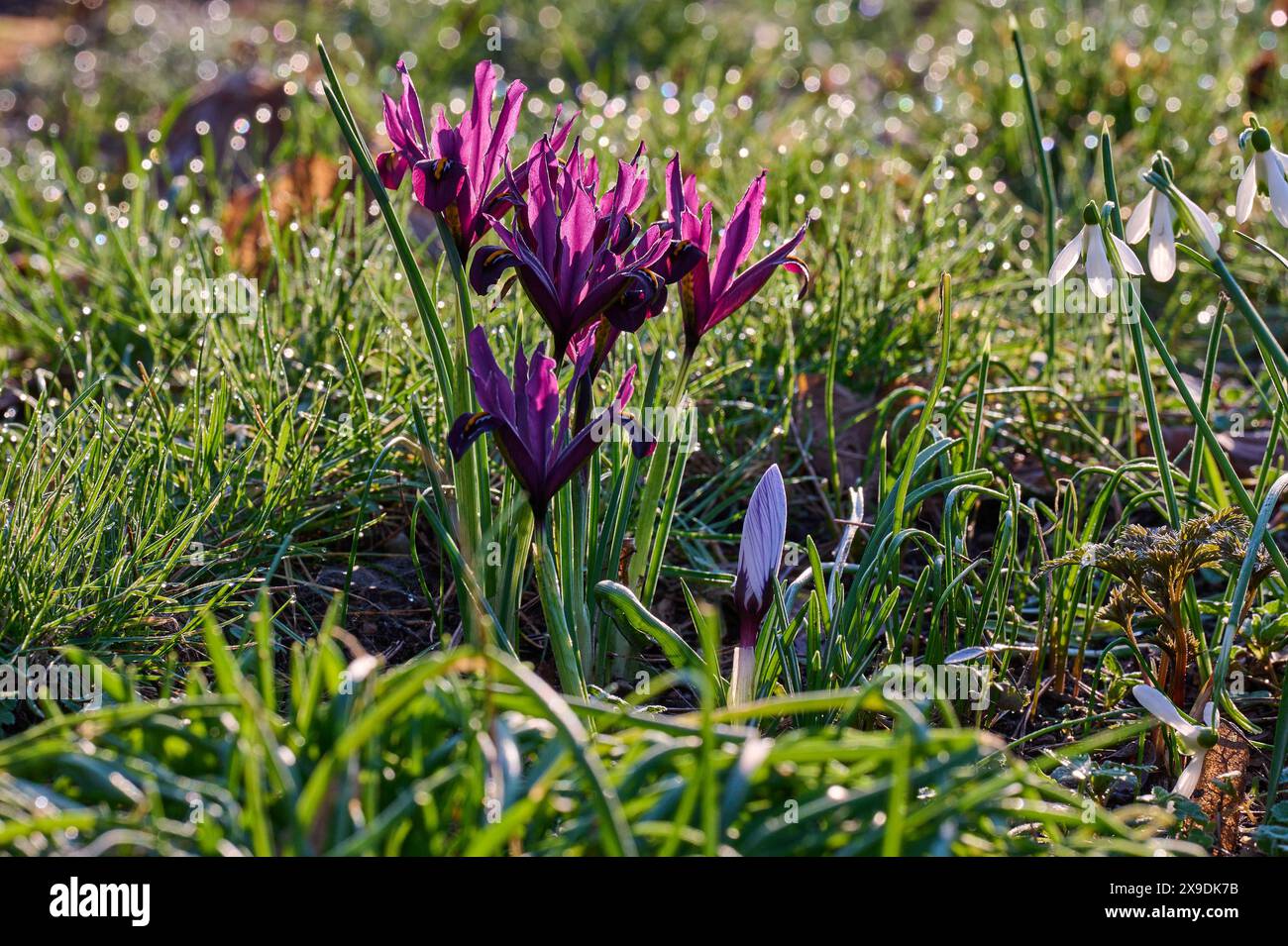 Natur ZwergIris Bluehende lilafarbene ZwergIris Iris Reticulata