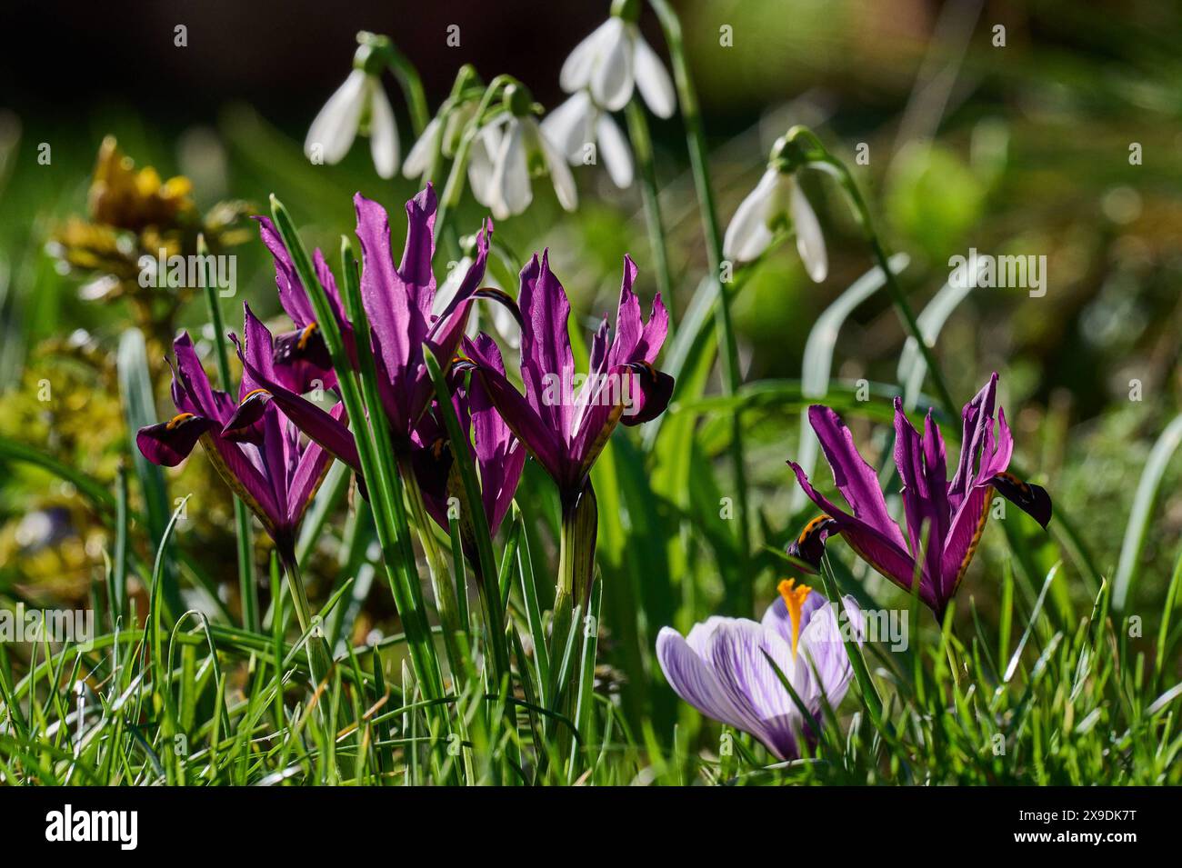 Natur ZwergIris Bluehende lilafarbene ZwergIris Iris Reticulata