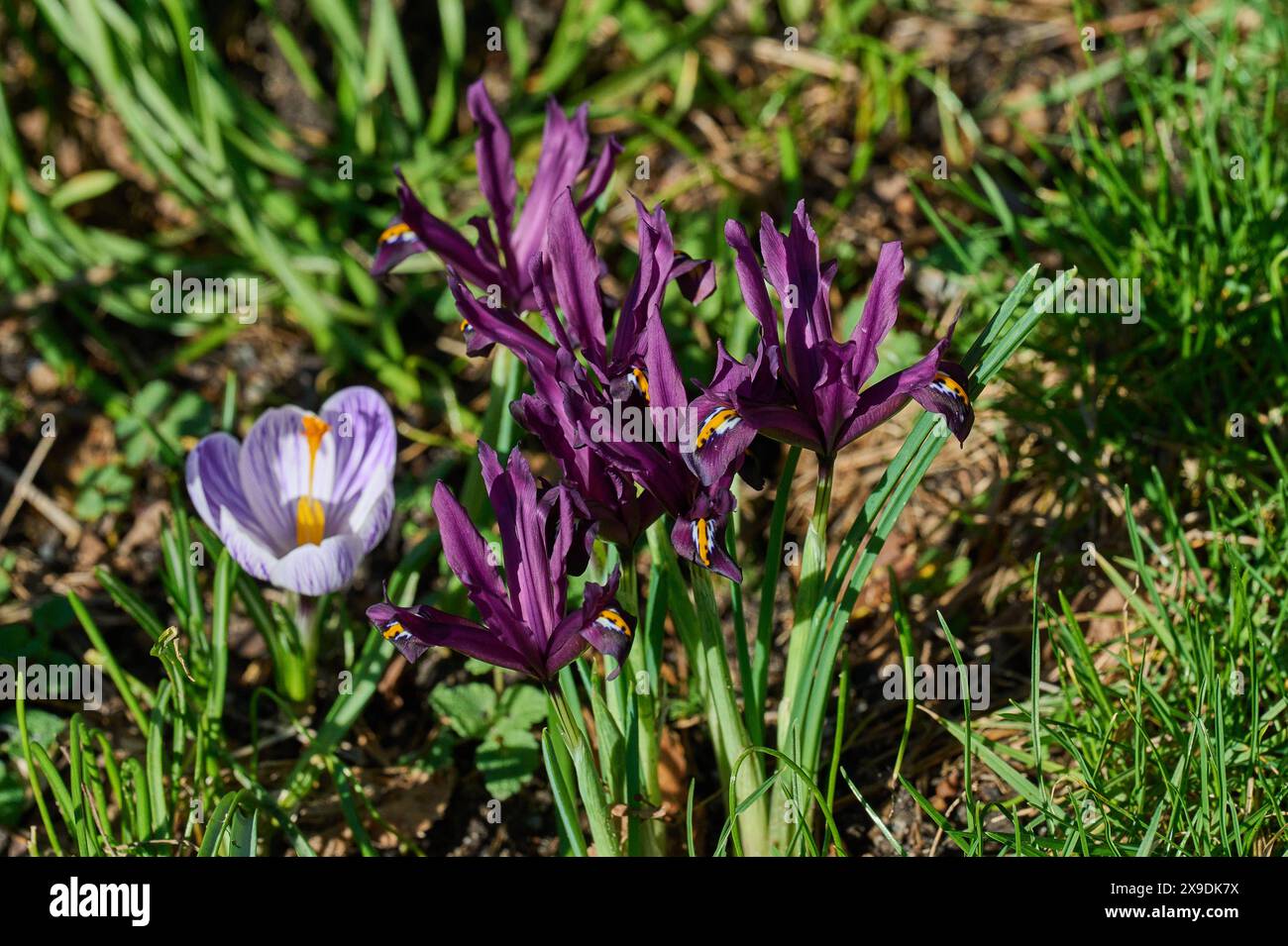 Natur ZwergIris Bluehende lilafarbene ZwergIris Iris Reticulata