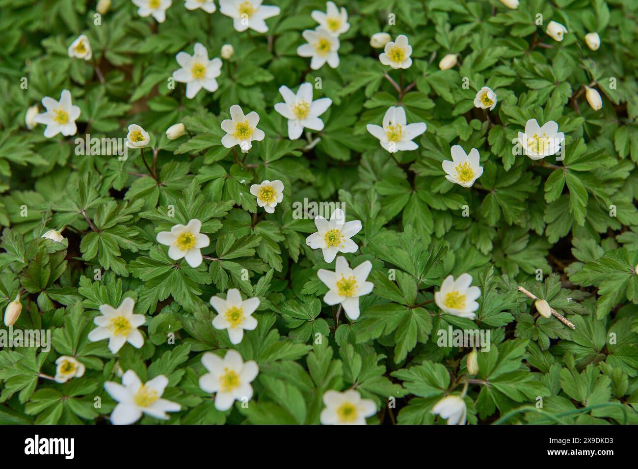 Natur Buschwindroeschen Bluehende Buschwindroeschen Anemonoides ...