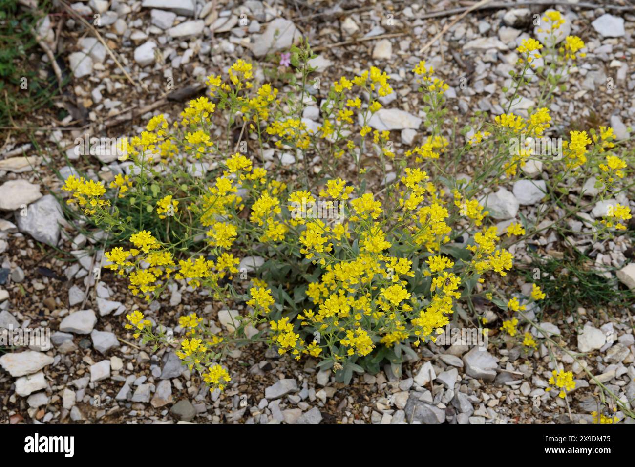 Felsen-Steinkraut, Felsensteinkraut, Östliches Felsen-Steinkraut, Aurinia saxatilis, Aurinia saxatilis ssp. orientalis, Alyssum saxatile, Eastern Gold Stock Photo