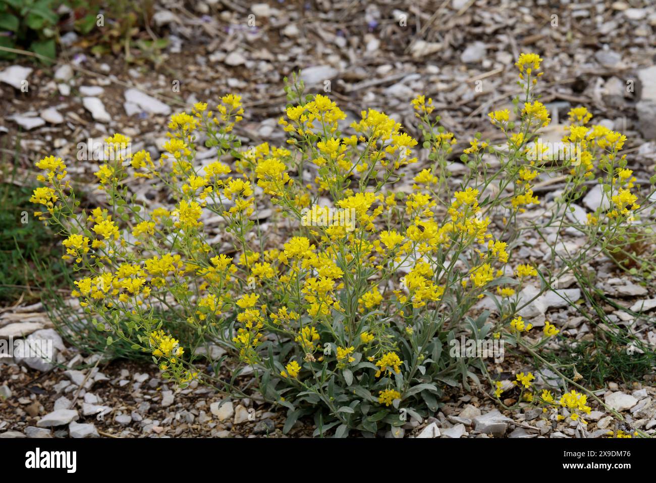 Felsen-Steinkraut, Felsensteinkraut, Östliches Felsen-Steinkraut, Aurinia saxatilis, Aurinia saxatilis ssp. orientalis, Alyssum saxatile, Eastern Gold Stock Photo