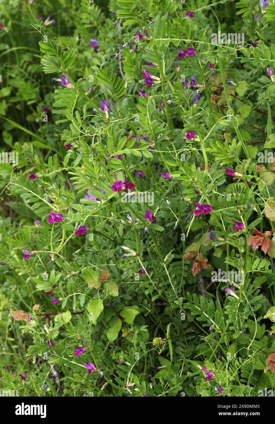 Common Vetch, Garden Vetch, Tare or simply Vetch, Vicia sativa, Fabaceae. Vicia sativa, known as the common vetch, garden vetch, tare or simply vetch. Stock Photo