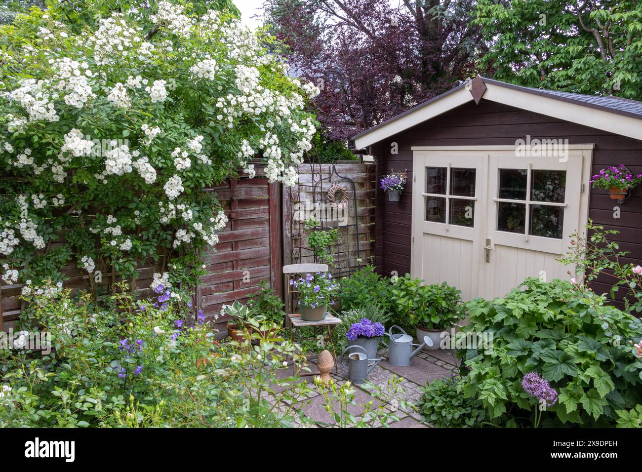 garden scene in early summer with white climbing rose Guirlande d'Amour, garden house and plants in pots Stock Photo