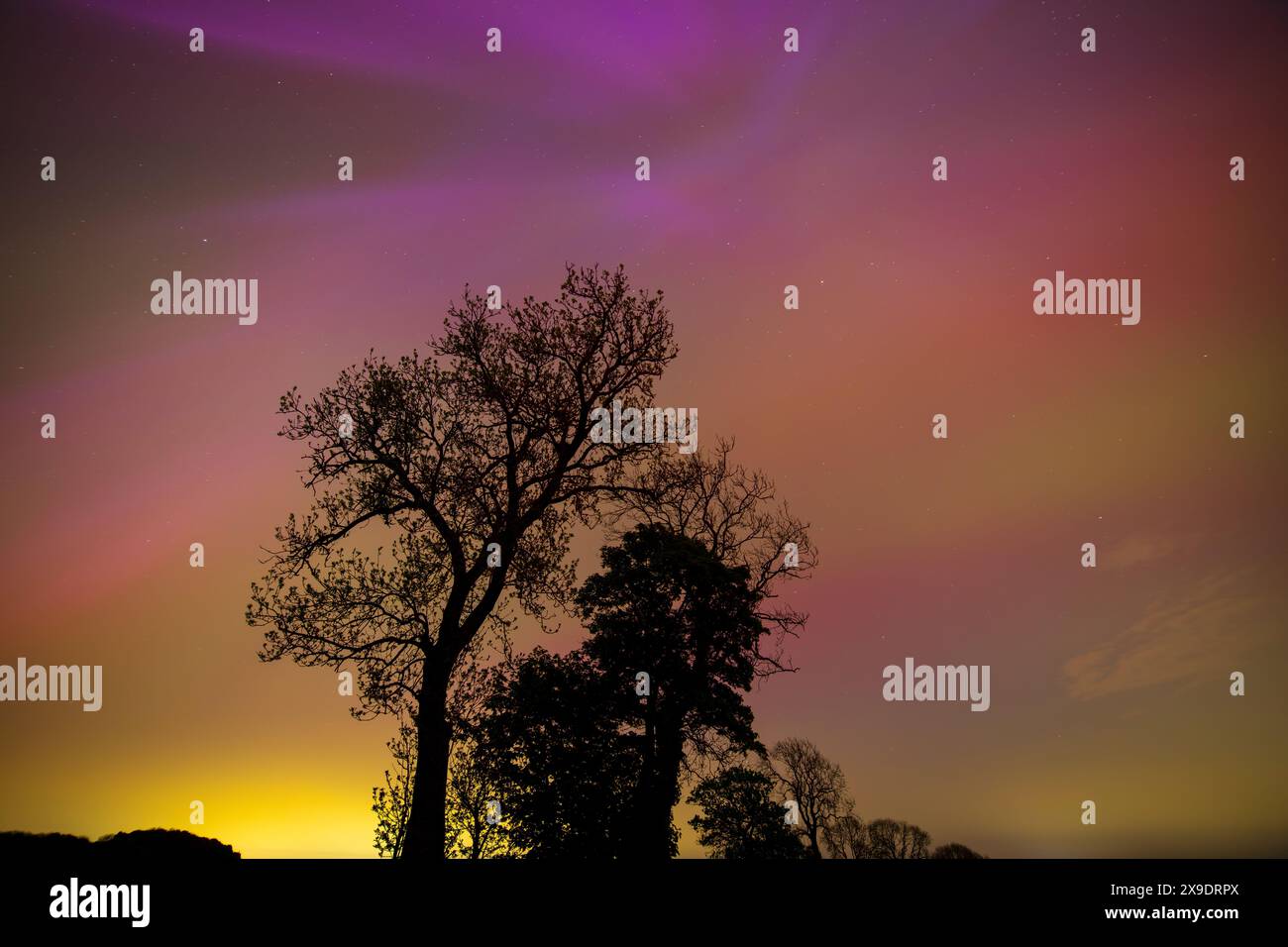 Stunning display of the Aurora Borealis over woodland in County Durham