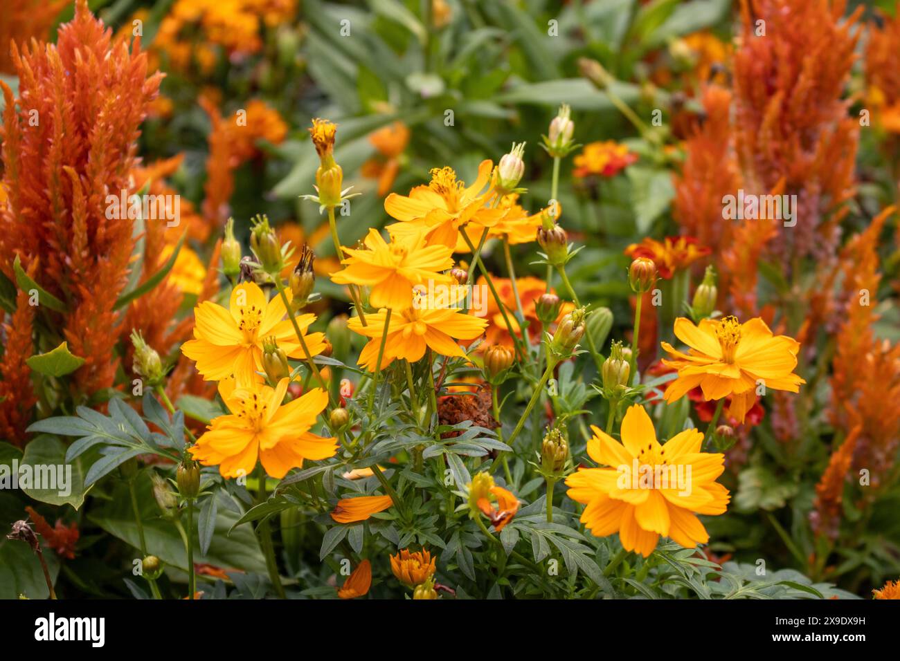 Vibrant display of orange hi-res stock photography and images - Alamy