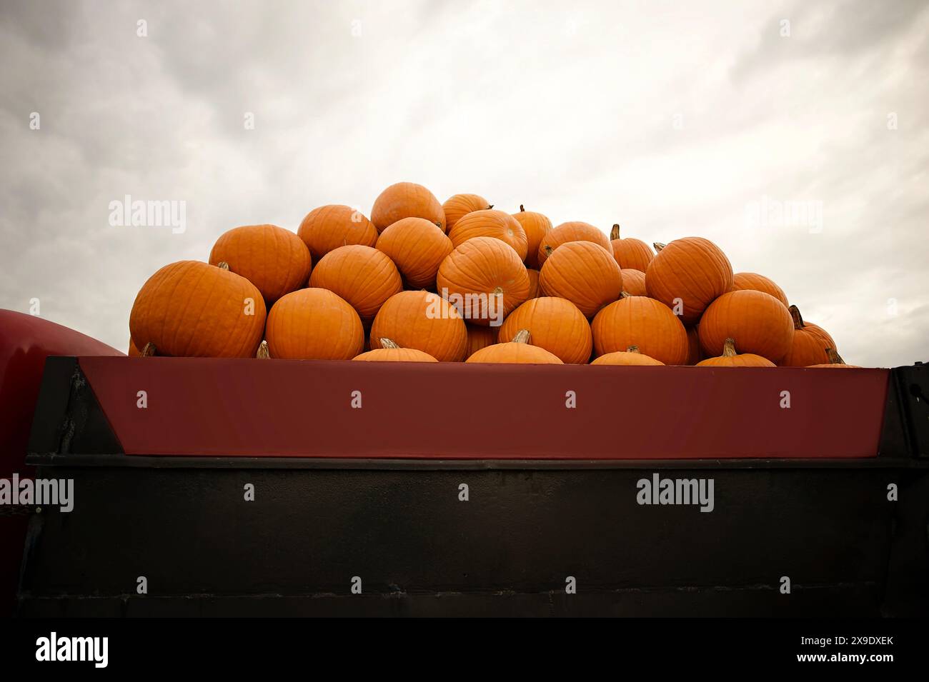 Red wagon full of bright orange pumpkins Stock Photo - Alamy