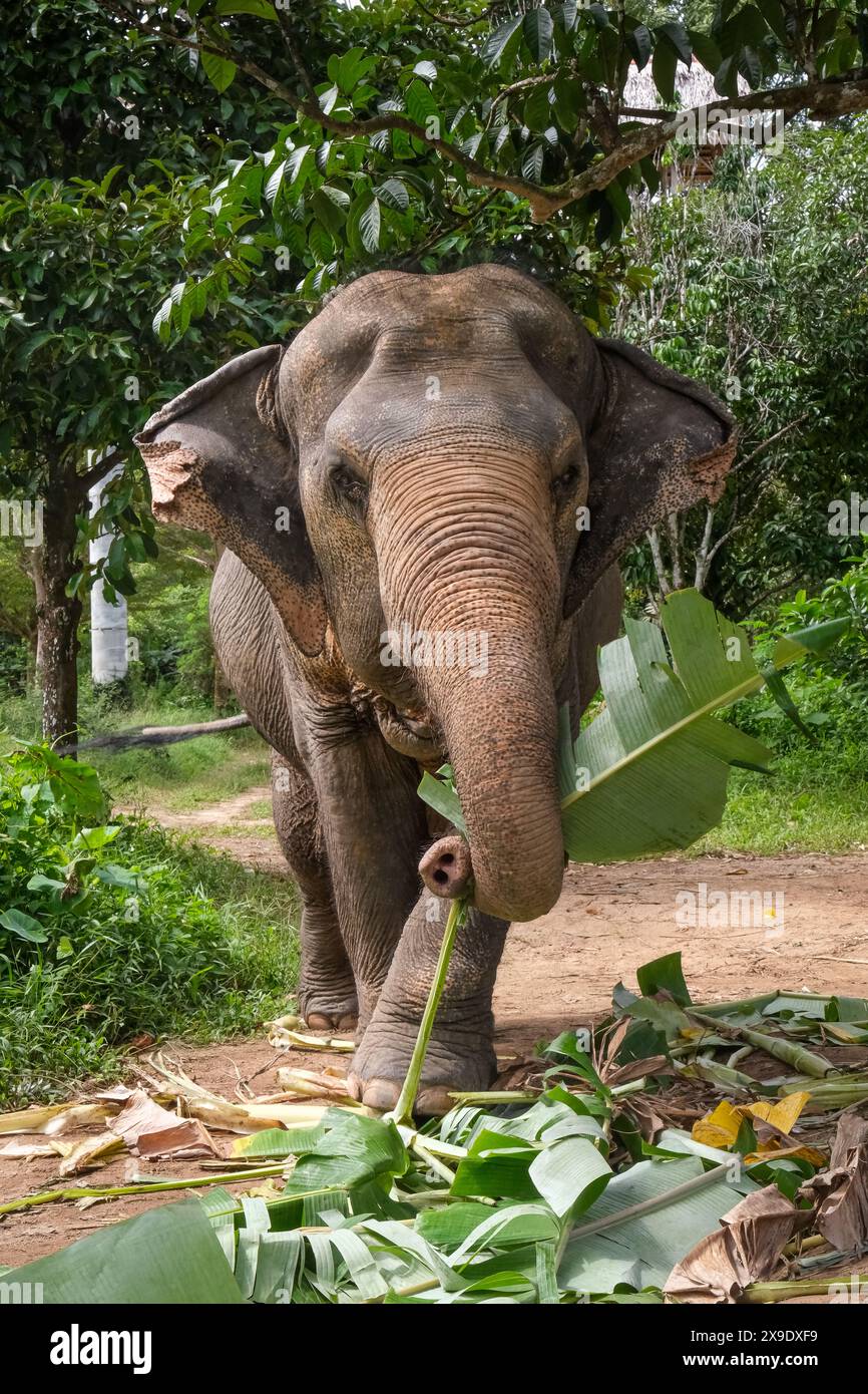 Elephant curling its trunk hires stock photography and images Alamy