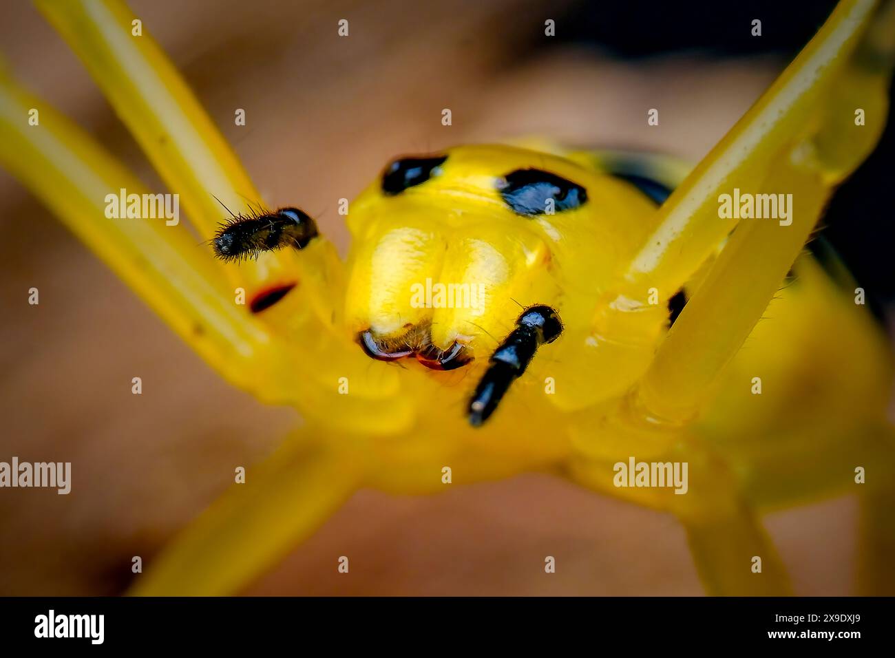 closeup eight spotted crab spider Stock Photo - Alamy