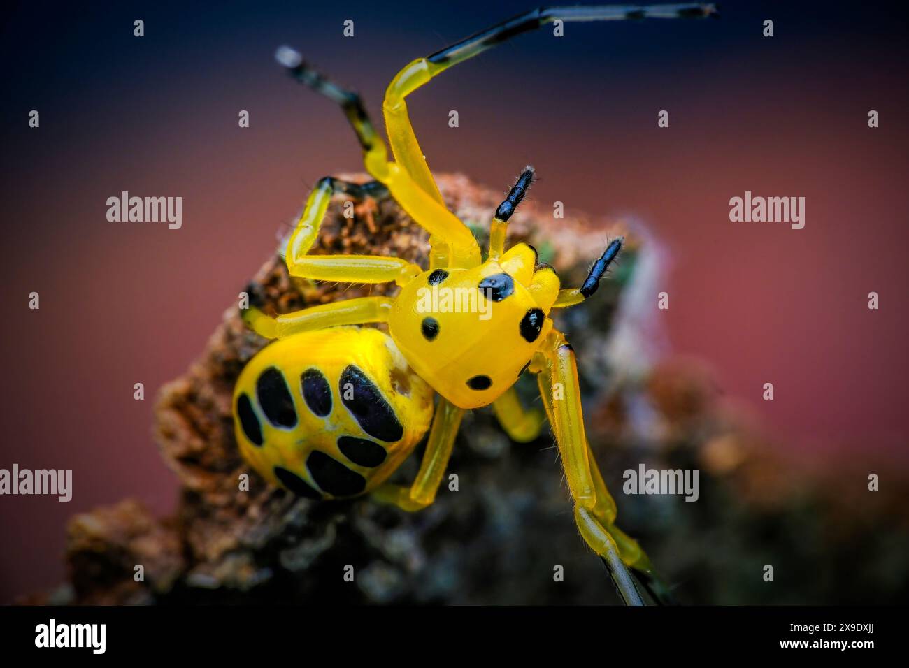 closeup eight spotted crab spider Stock Photo - Alamy