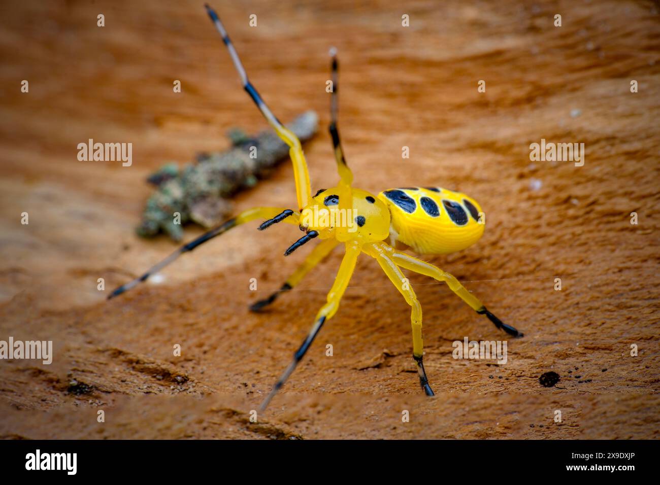 closeup eight spotted crab spider Stock Photo - Alamy