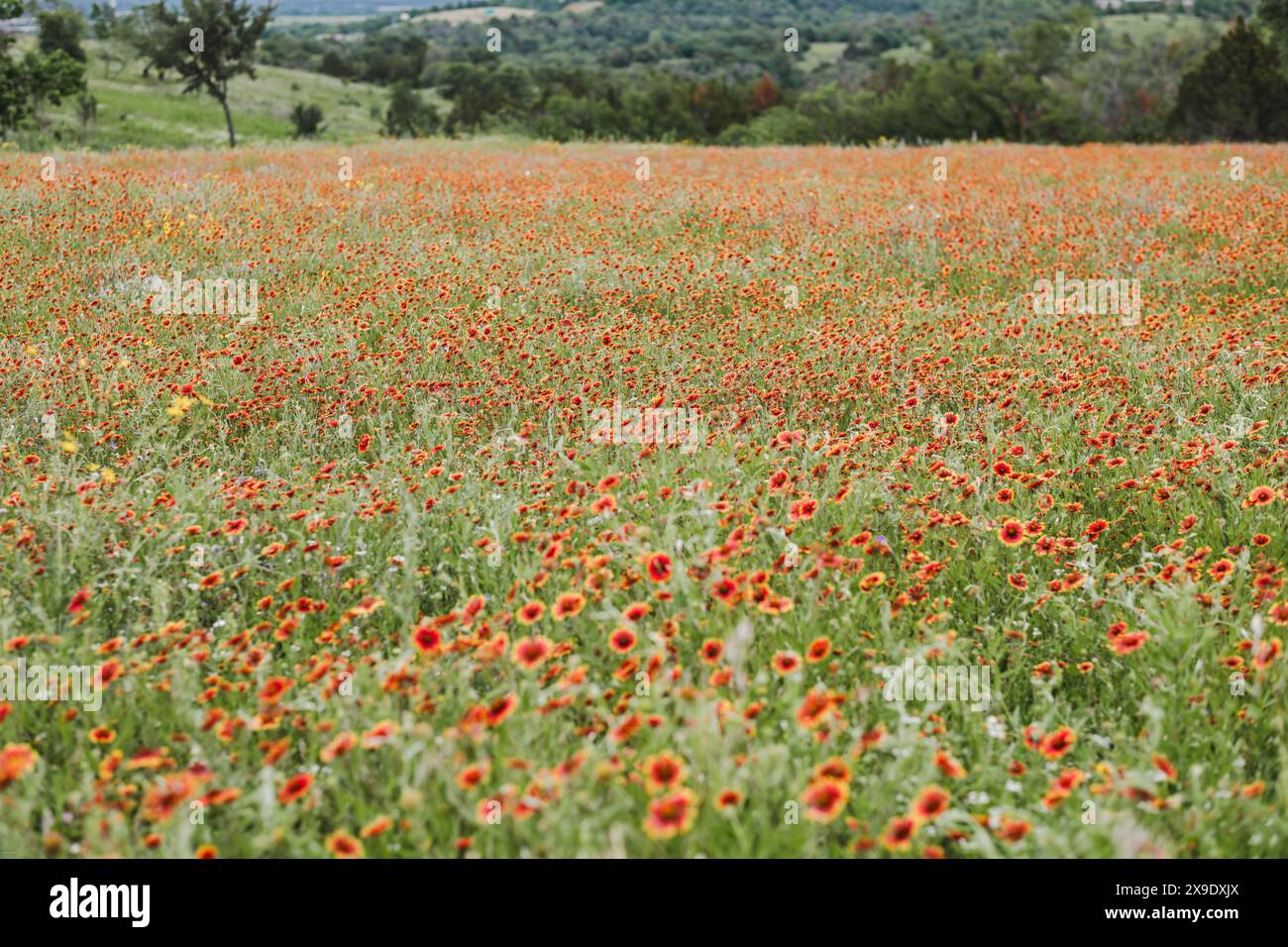 Wildflowers bloom in serene green hi-res stock photography and images ...