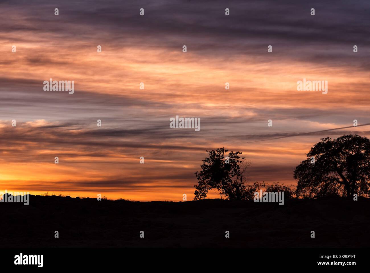 Dramatic sunset sky with silhouetted trees on the horizon! Stock Photo ...