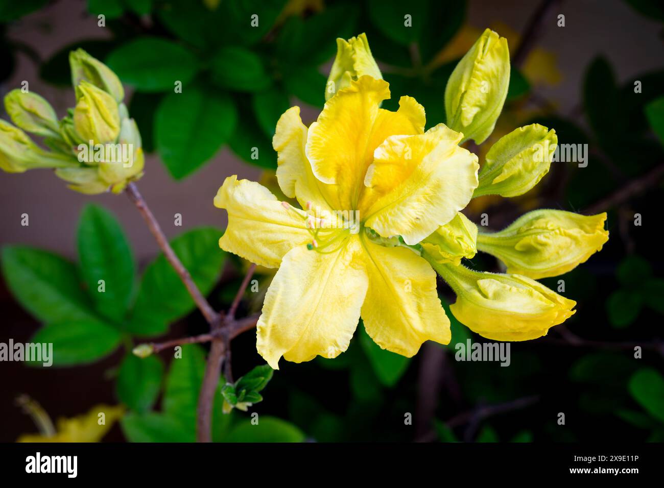 Yellow rhododendrons in bloom hi-res stock photography and images - Alamy