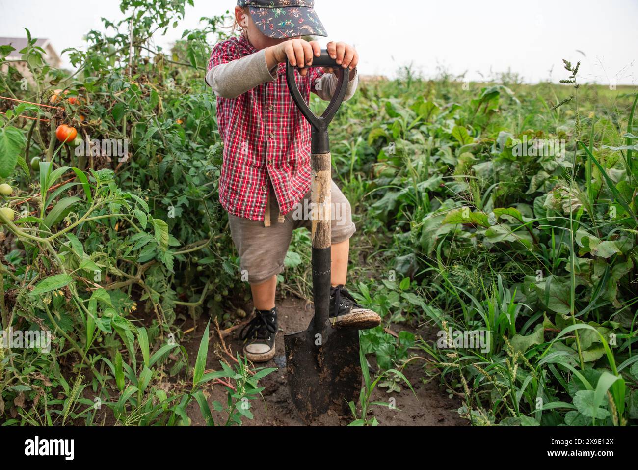 Child digging in a vegetable garden with a shovel Stock Photo