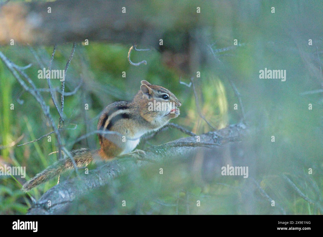 a squirrel perched on a tree limb Stock Photo