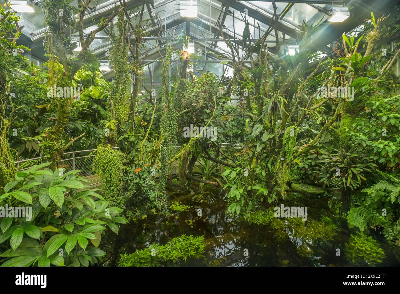 Tropenhaus, Regenwald, Botanischer Garten der Universität, Spalengraben