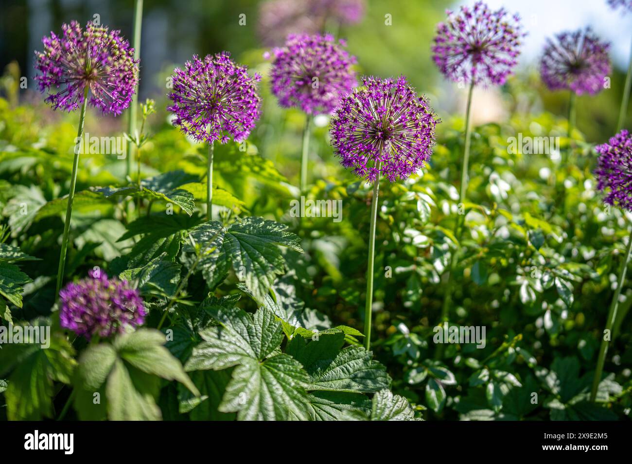 Allium blooming in late May 2024 in city park Hörsalsparken in the city center of Norrköping, Sweden Stock Photo