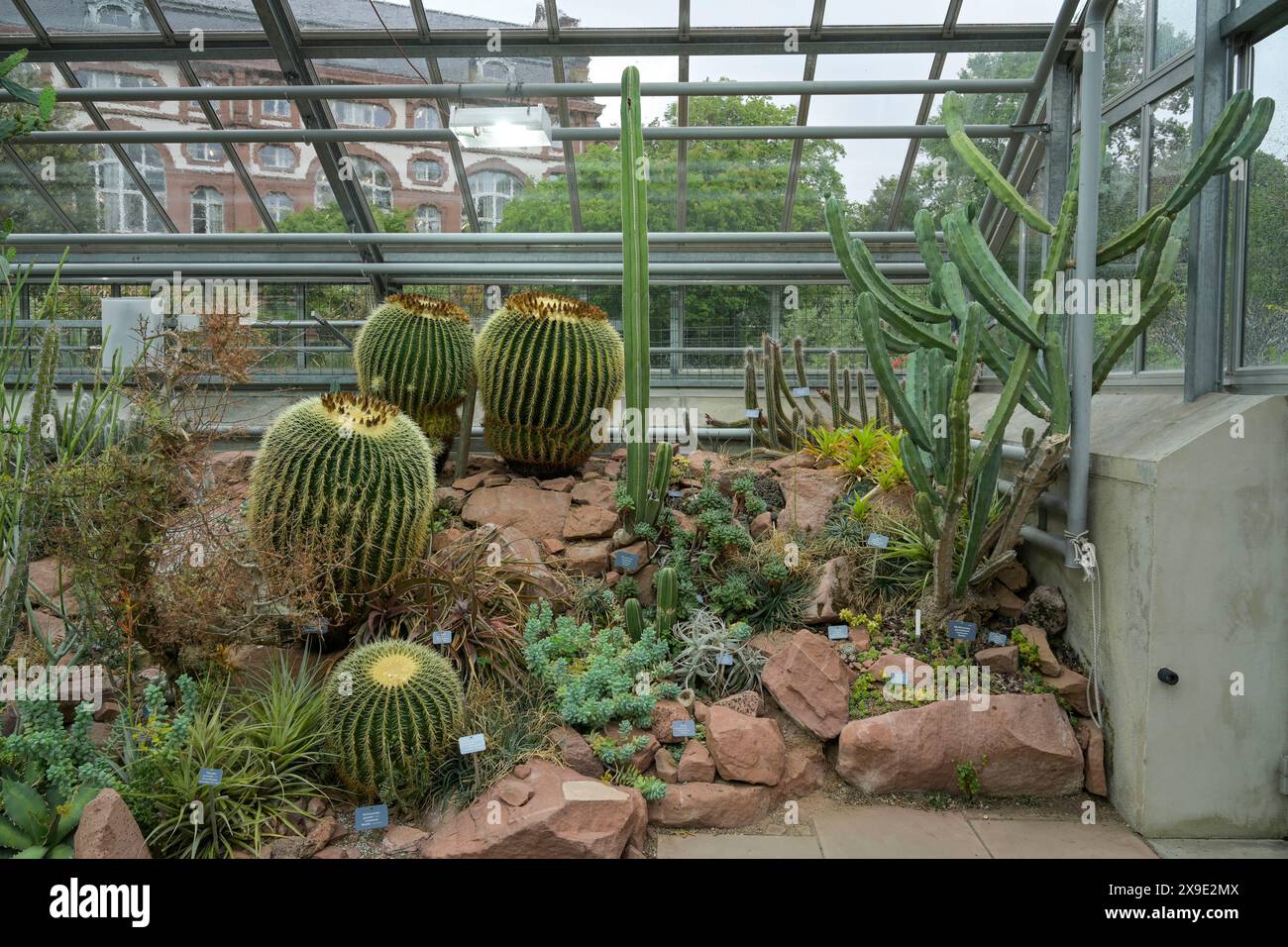 Kaktus kakteen hi-res stock photography and images - Alamy Kaktus kakteen hi-res stock photography and images - Alamy
