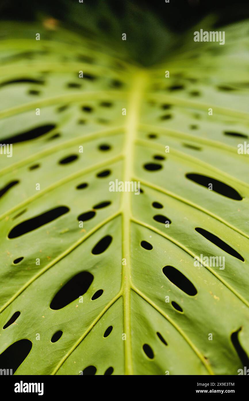 Monstera leaf hawaii hi-res stock photography and images - Alamy