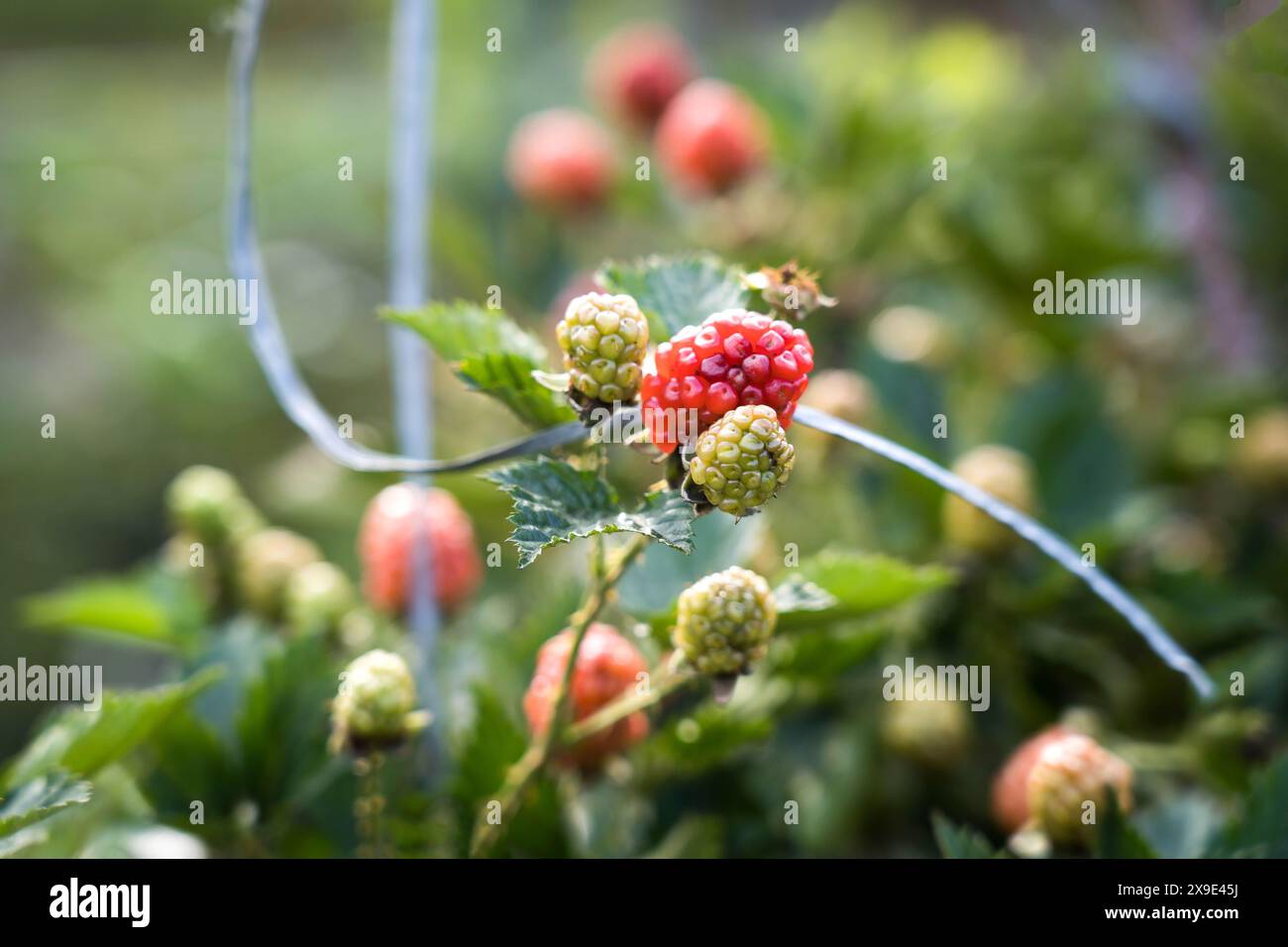 blue berry farm in Vattavada Kerala Stock Photo