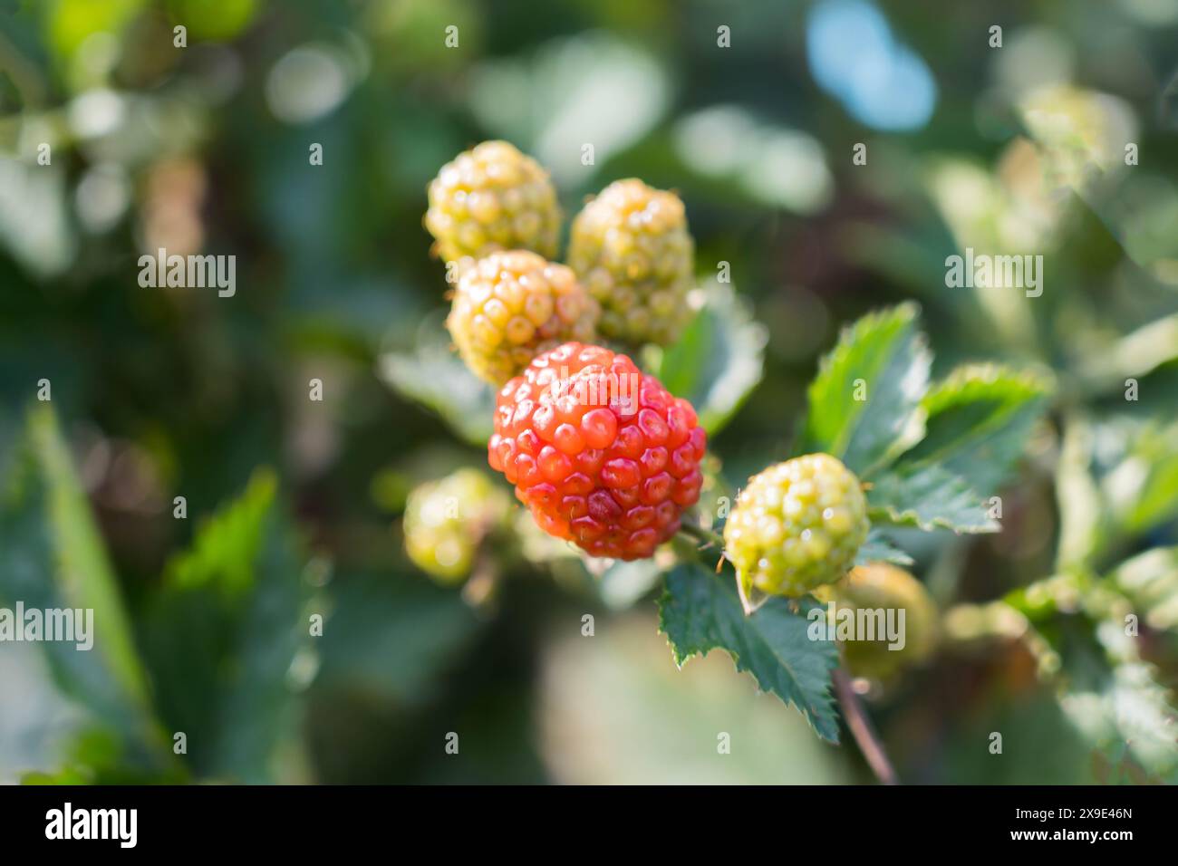 blue berry farm in Vattavada Kerala Stock Photo