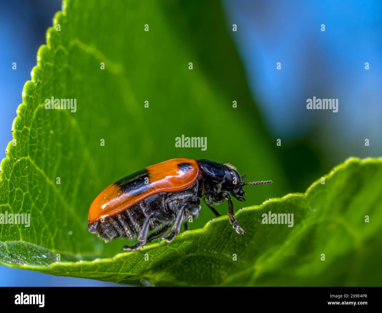 Macro shot of ant bag beetle on green leaf Stock Photo - Alamy