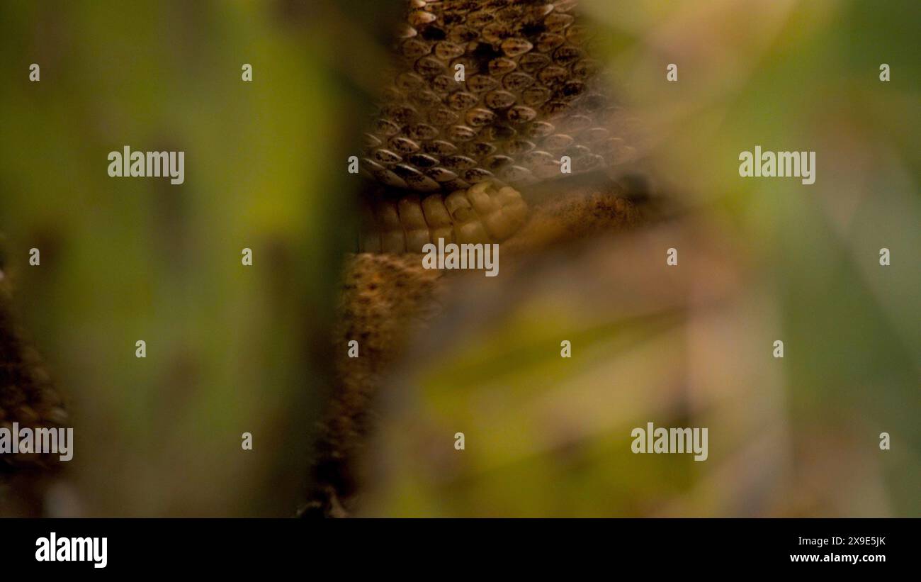 Vibrating tail hi-res stock photography and images - Alamy