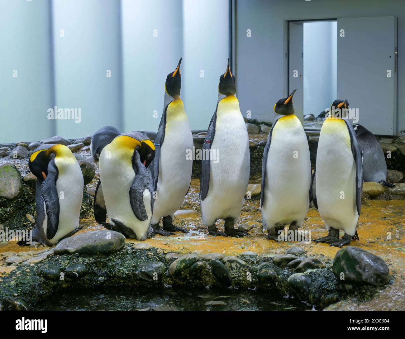 Königspinguine, Zoo, Binningerstraße, Basel, Schweiz *** King penguins ...