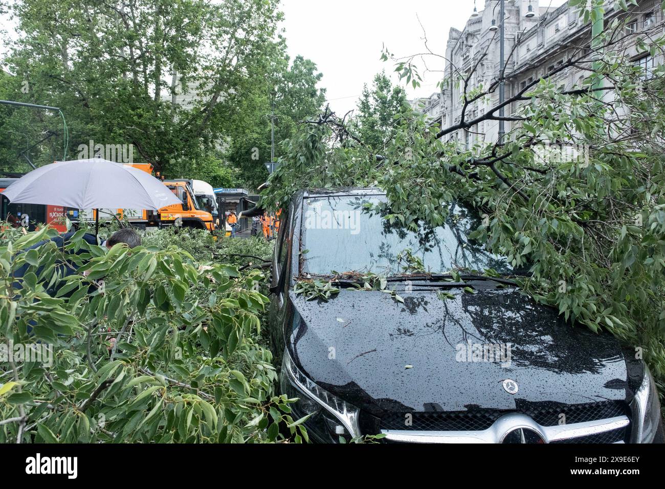 Milano, Italia. 31st May, 2024. Milano Centrale. Albero caduto a seguito della pioggia. Nessun &#xe8; rimasto ferito nell'accaduto. - Cronaca - Milano, Italia - Venerd&#xec; 31 maggio 2024(Foto Alessandro Cimma/Lapresse) Milan Central Station. Tree fell as a result of rain. No one was injured in the incident - Chronicle - Milan, Italy - Friday, 31 May 2024 (Photo Alessandro Cimma/Lapresse) Credit: LaPresse/Alamy Live News Stock Photo