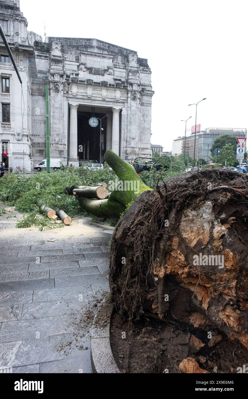 Milano, Italia. 31st May, 2024. Milano Centrale. Albero caduto a seguito della pioggia. Nessun &#xe8; rimasto ferito nell'accaduto. - Cronaca - Milano, Italia - Venerd&#xec; 31 maggio 2024(Foto Alessandro Cimma/Lapresse) Milan Central Station. Tree fell as a result of rain. No one was injured in the incident - Chronicle - Milan, Italy - Friday, 31 May 2024 (Photo Alessandro Cimma/Lapresse) Credit: LaPresse/Alamy Live News Stock Photo