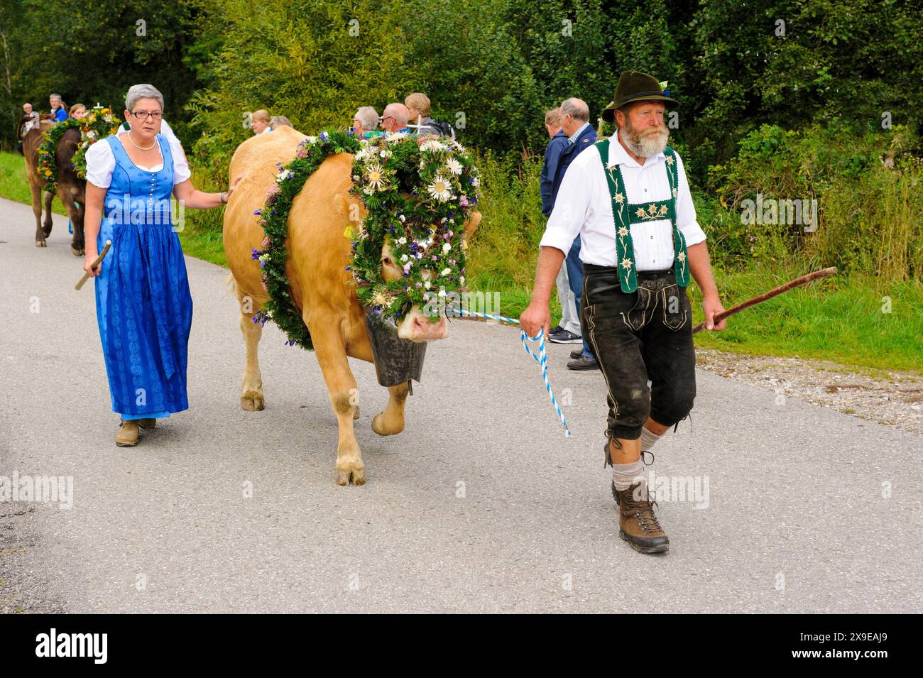 Viehscheid in Nesselwang Im Herbst werden die geschmückten Kühe bei der Viehscheid Almabtrieb in Nesselwang, Bayern, von der Alpe ins Tal geführt und an die Bauern übergeben, damit sie den Winter im Stall verbringen können. Nesselwang Bayern Deutschland *** Viehscheid in Nesselwang In the fall, the decorated cows are led from the alpine pastures down into the valley at the Viehscheid Almabtrieb in Nesselwang, Bavaria, and handed over to the farmers so that they can spend the winter in the barn Nesselwang Bavaria Germany Stock Photo