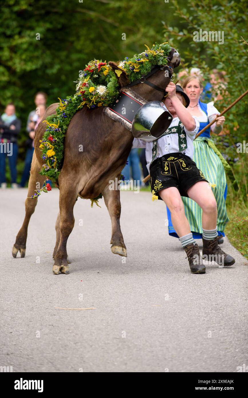 Viehscheid in Nesselwang Im Herbst werden die geschmückten Kühe bei der Viehscheid Almabtrieb in Nesselwang, Bayern, von der Alpe ins Tal geführt und an die Bauern übergeben, damit sie den Winter im Stall verbringen können. Nesselwang Bayern Deutschland *** Viehscheid in Nesselwang In the fall, the decorated cows are led from the alpine pastures down into the valley at the Viehscheid Almabtrieb in Nesselwang, Bavaria, and handed over to the farmers so that they can spend the winter in the barn Nesselwang Bavaria Germany Stock Photo