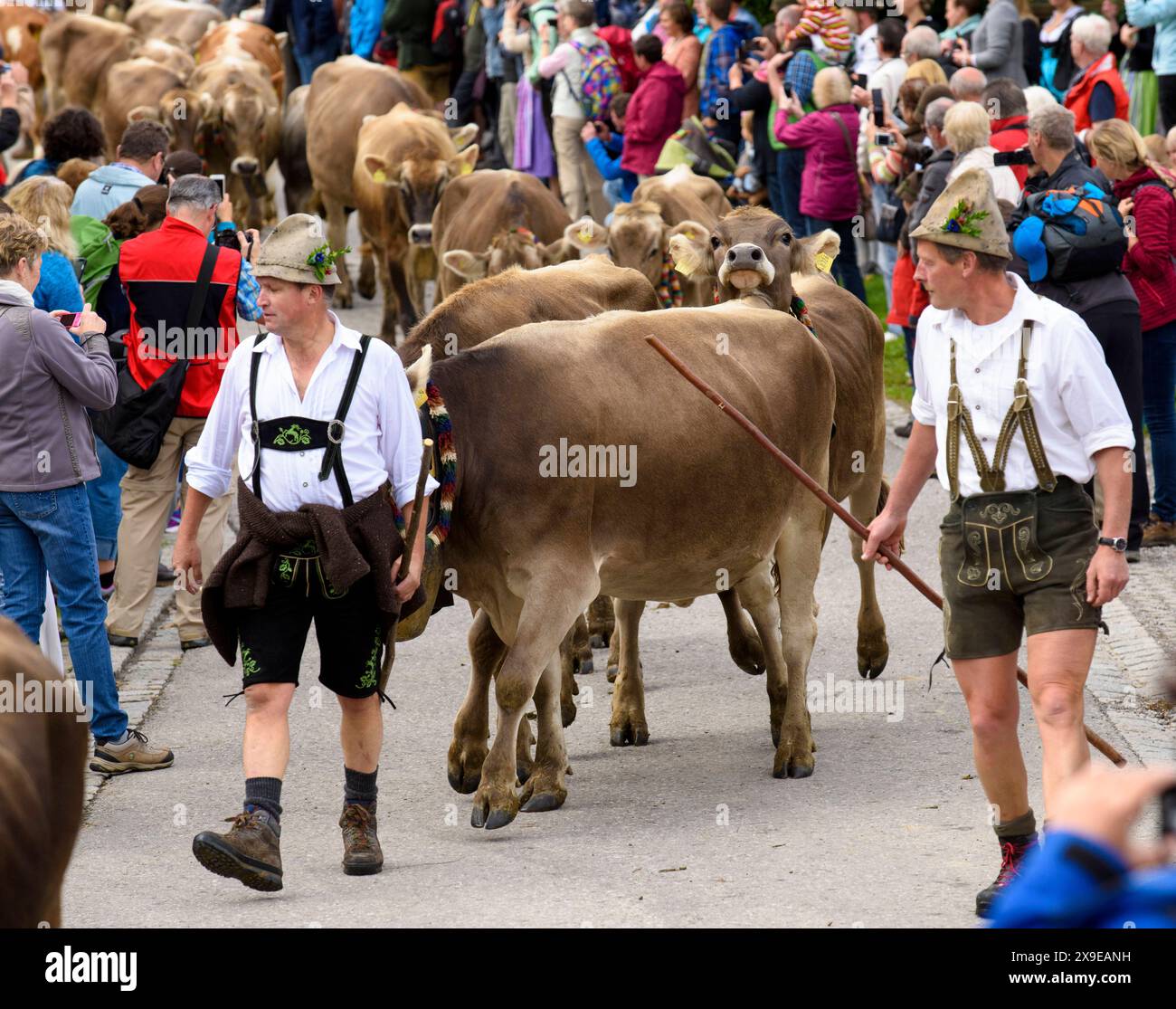 Viehscheid in Nesselwang Im Herbst werden die geschmückten Kühe bei der Viehscheid Almabtrieb in Nesselwang, Bayern, von der Alpe ins Tal geführt und an die Bauern übergeben, damit sie den Winter im Stall verbringen können. Nesselwang Bayern Deutschland *** Viehscheid in Nesselwang In the fall, the decorated cows are led from the alpine pastures down into the valley at the Viehscheid Almabtrieb in Nesselwang, Bavaria, and handed over to the farmers so that they can spend the winter in the barn Nesselwang Bavaria Germany Stock Photo