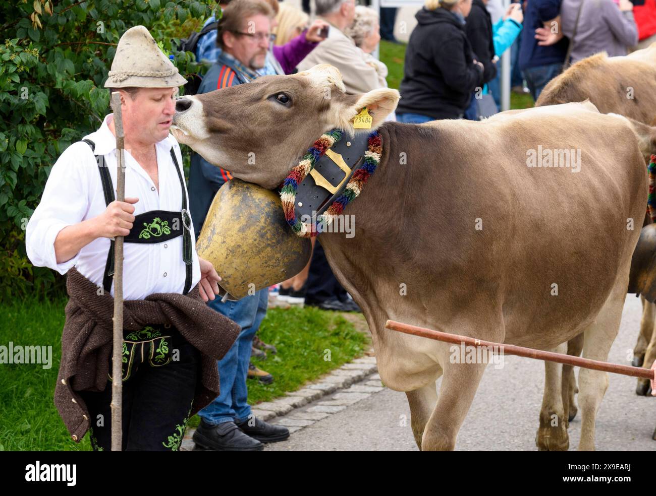 Viehscheid in Nesselwang Im Herbst werden die geschmückten Kühe bei der Viehscheid Almabtrieb in Nesselwang, Bayern, von der Alpe ins Tal geführt und an die Bauern übergeben, damit sie den Winter im Stall verbringen können. Nesselwang Bayern Deutschland *** Viehscheid in Nesselwang In the fall, the decorated cows are led from the alpine pastures down into the valley at the Viehscheid Almabtrieb in Nesselwang, Bavaria, and handed over to the farmers so that they can spend the winter in the barn Nesselwang Bavaria Germany Stock Photo