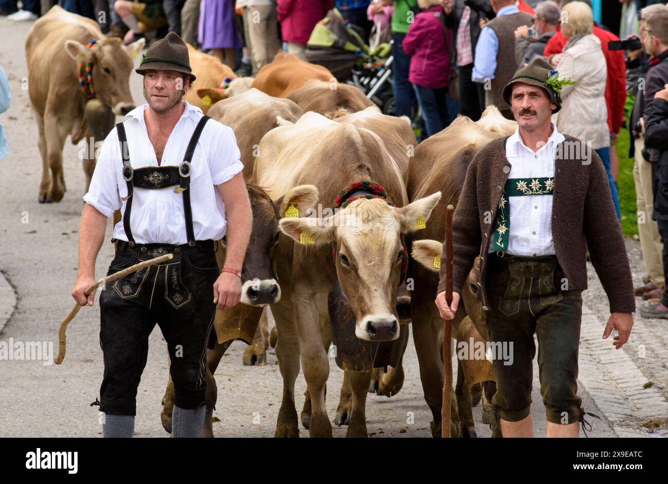 Viehscheid in Nesselwang Im Herbst werden die geschmückten Kühe bei der Viehscheid Almabtrieb in Nesselwang, Bayern, von der Alpe ins Tal geführt und an die Bauern übergeben, damit sie den Winter im Stall verbringen können. Nesselwang Bayern Deutschland *** Viehscheid in Nesselwang In the fall, the decorated cows are led from the alpine pastures down into the valley at the Viehscheid Almabtrieb in Nesselwang, Bavaria, and handed over to the farmers so that they can spend the winter in the barn Nesselwang Bavaria Germany Stock Photo