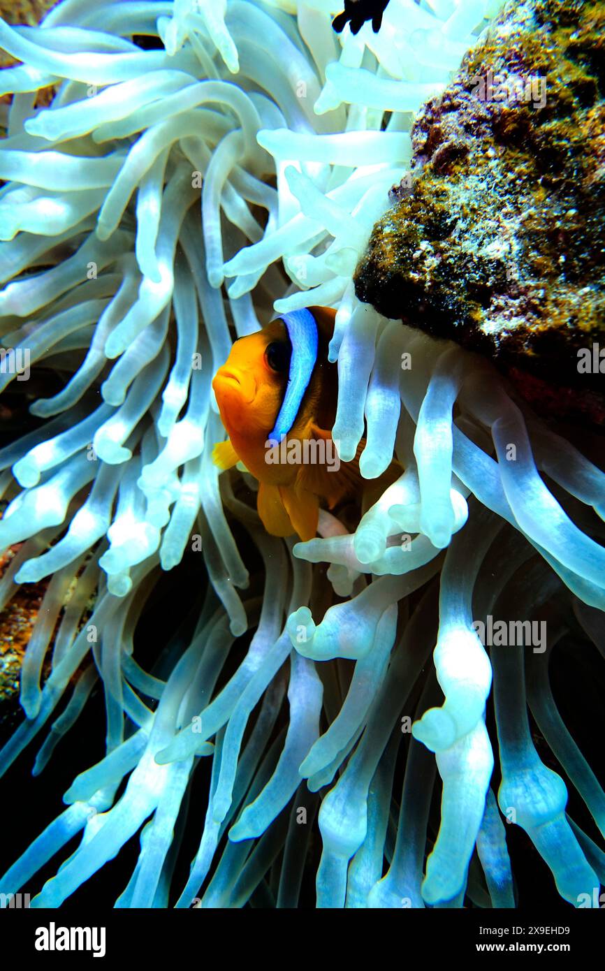 Finding nemo hi-res stock photography and images - Alamy
