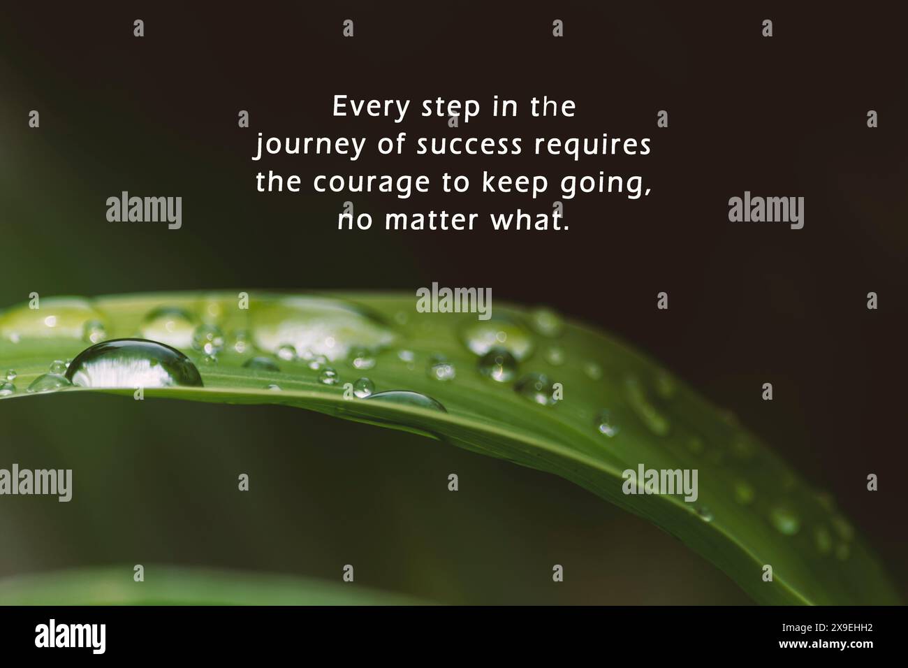 Motivational quote with raindrops on fresh green leaves on a dark  background Stock Photo - Alamy, image size:1300x956