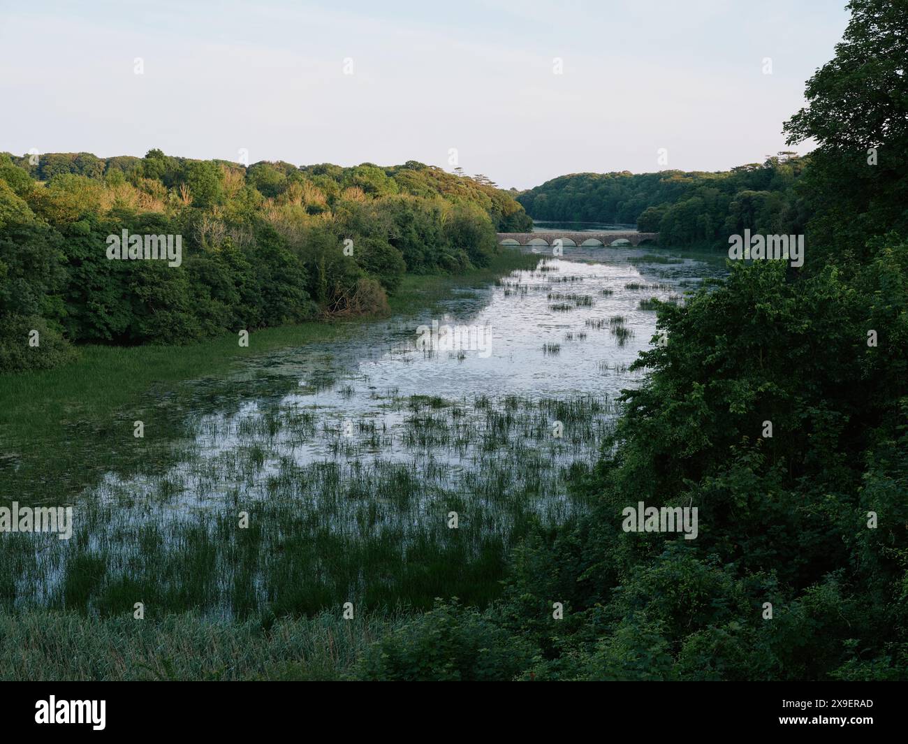 The summer evening still water lake fish pond landscape of the ...