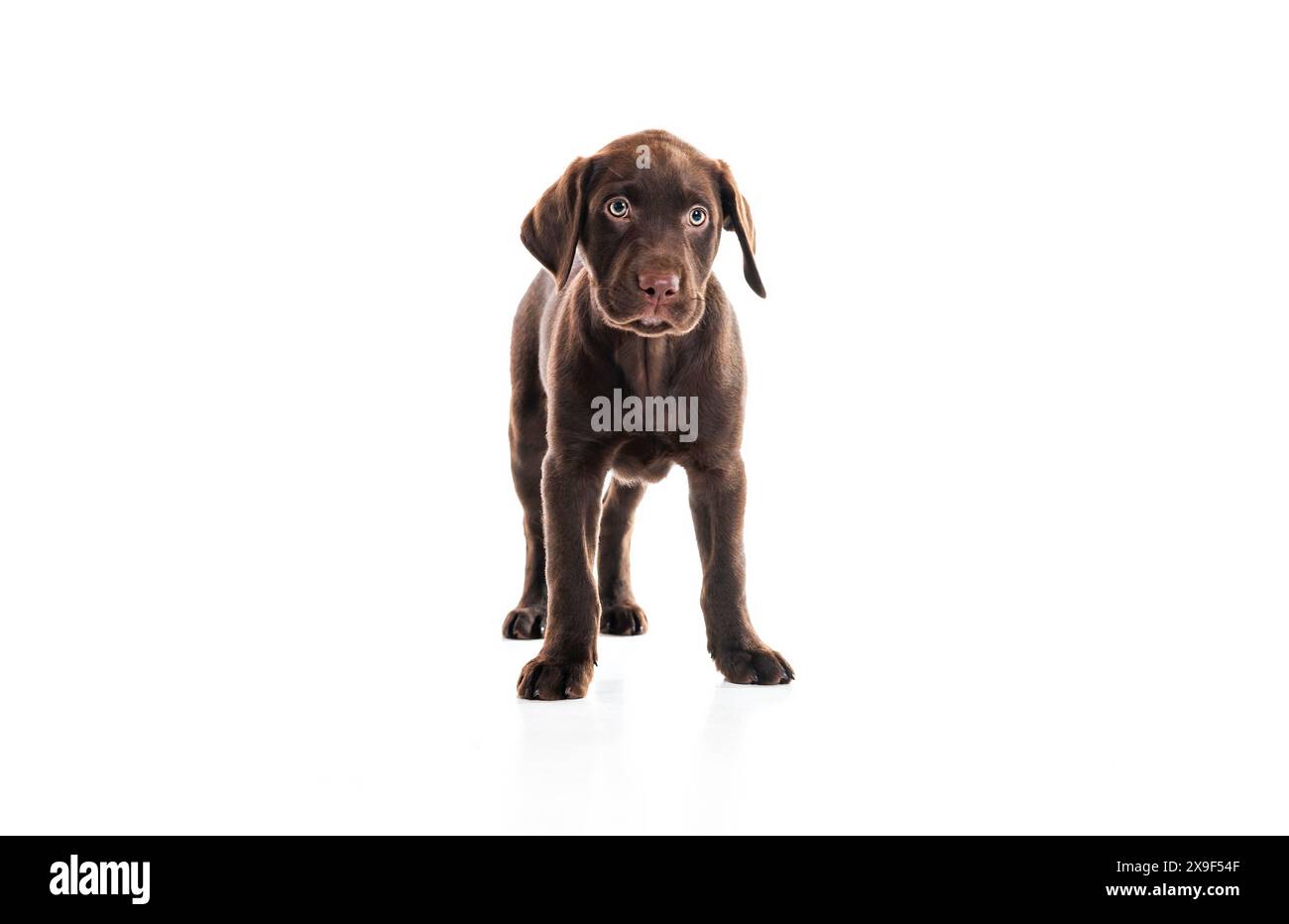 Labrador Retriever Months Old Cut Out Stock Images Pictures Alamy labrador-retriever-months-old-cut-out-stock-images-pictures-alamy