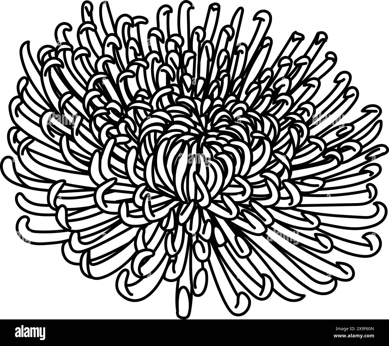 Chrysanthemum illustration isolated on white background.January flower. Stock Vector