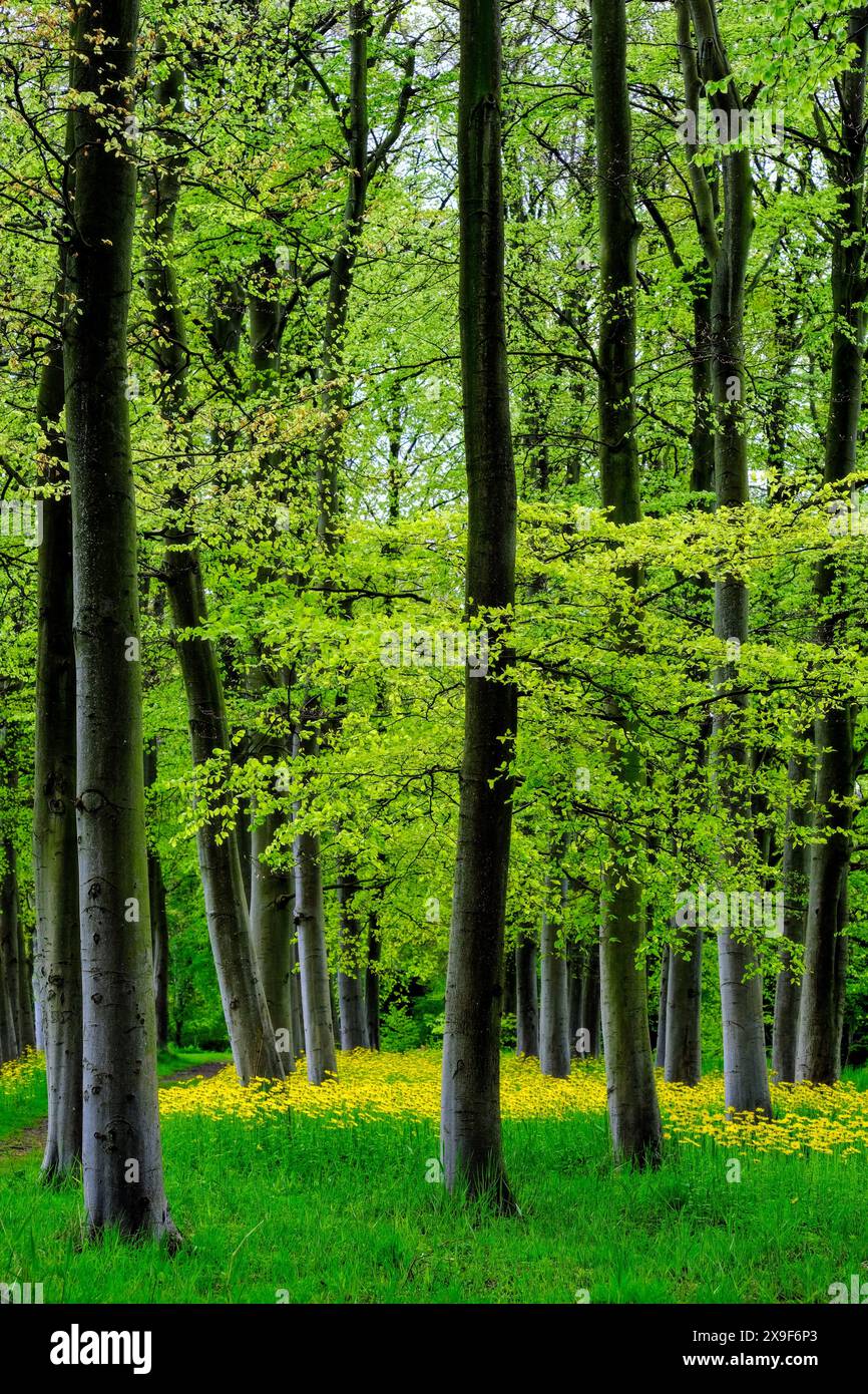 Tall trees yellow leaves hi-res stock photography and images - Alamy