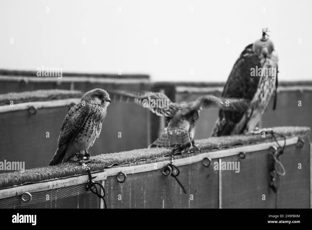 Falcons at the falcon market in Doha, Qatar Stock Photo